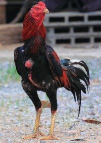 xmalay-chickens.jpg.pagespeed.ic.7avk57jqo2.jpg