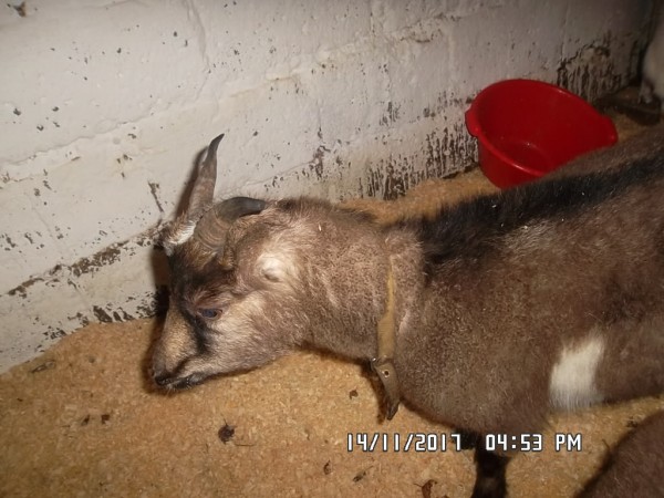 SAM_0869.JPG (277.82 КБ) 15480 просмотров SAM_0869.JPG