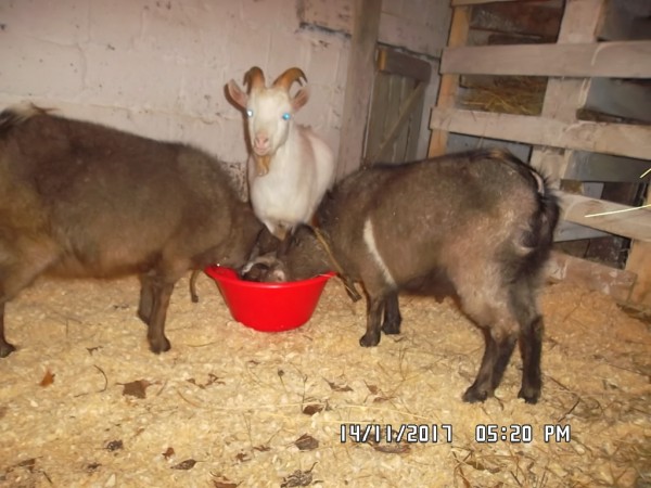 SAM_0873.JPG (270.13 КБ) 14963 просмотра SAM_0873.JPG