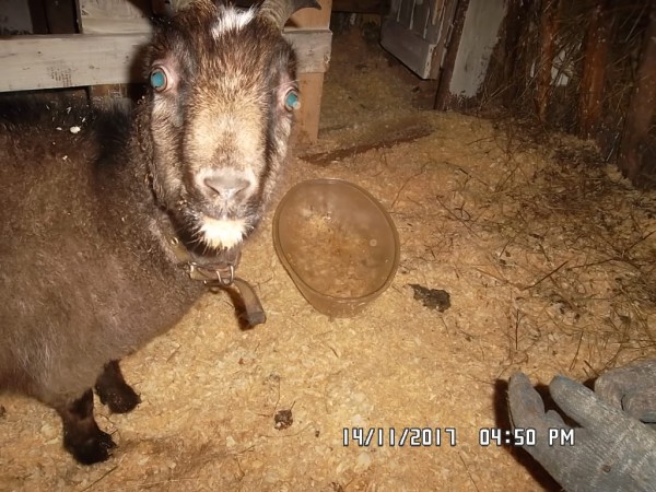 SAM_0867.JPG (299.68 КБ) 15031 просмотр SAM_0867.JPG