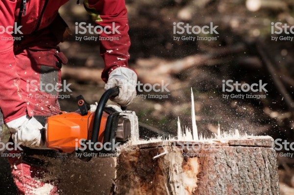 forestry-worker-cutting-the-stump-of-a-spruce-tree-with-chainsaw-picture-id933101246.jpg